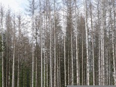 waldsterben-6316183_960_720.jpg