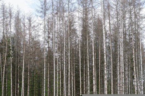 waldsterben-6316183_960_720.jpg