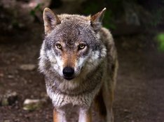 wolf-635063_960_720.jpg