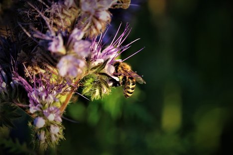 biodiversity-5203043_960_720.jpg