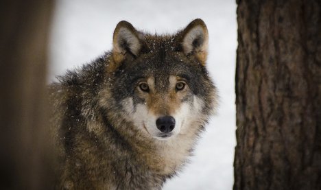 wolf-g38b732f16_1920.jpg