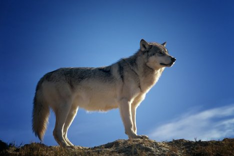 wolf-142173_1920.jpg