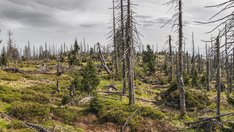 bavarian-forest-g99ad8d674_1920.jpg